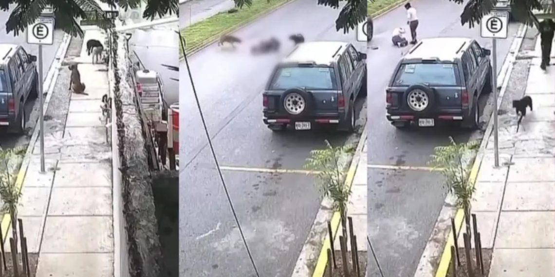 Una mujer es derribada por tres perros en plena avenida de San Nicolás